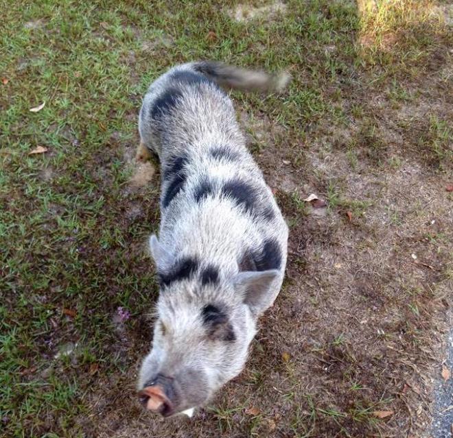 So tomorrow this baby will be picked up by a pot-bellied pig lover and once again be in a happy home where he can't follow strangers home.