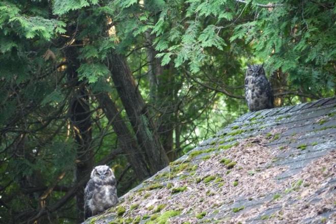 These two owls have been creating a lot of excitement on the East Bluff the last few days.  They're hanging around in pretty much the same spot and getting their photographs taken a LOT!  (Photo: Ann Levy)