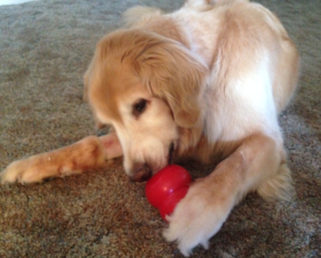 It's amazing how much time in a boring day can be filled with a Kong toy filled with peanut butter!  And, of course, what Bear gets . . .