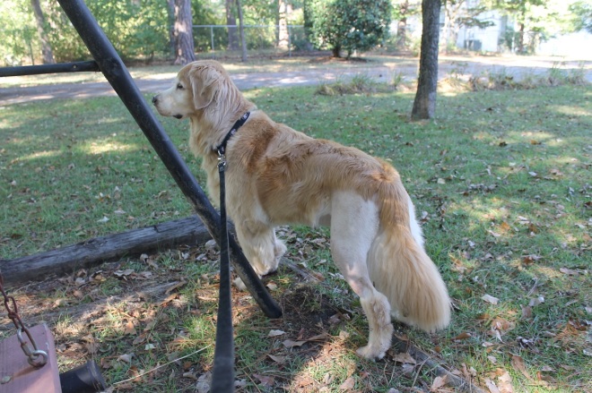 A little outdoor time with me in the swing, and Bear trying to figure out what happening in "his" old house two doors down.  "Why are there other dogs in my yard, Mom?"