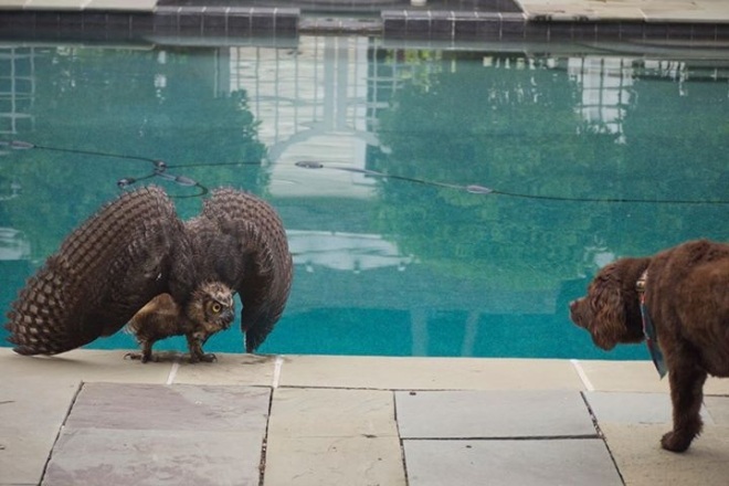 Now here's a once-in-a-lifetime photo.  Island friend Ann Levy has had two Great Horned Owls hanging out near her swimming pool the last week or so.  She caught this one challenging her dog, Cooper, for "ownership" of the pool . . . .