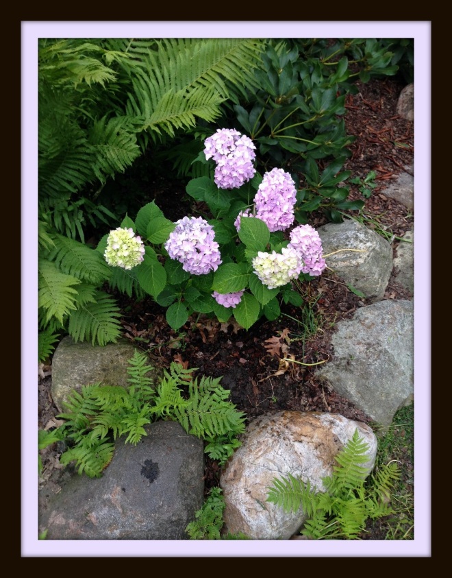 David Burkhart (Ohio): Hi Brenda, this hydrangea was given to me as a newly rooted cutting.  A coworker gave it to me before I retired because we share a common interest in gardening.  Now, it reminds me of Sharon and her kindness. 