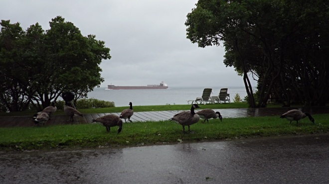 One of the rainy days - perfect for geese!  (Photo: Jill Sawatzki)