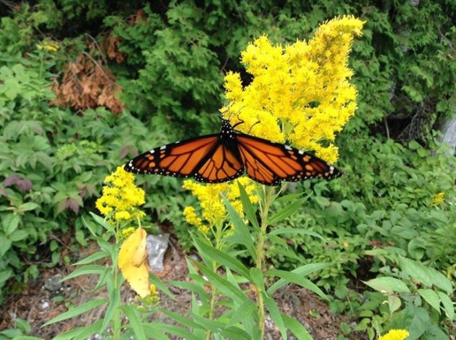 Friend Orietta Barquero captured one of the many Monarch Butterflies that visited the island recently.