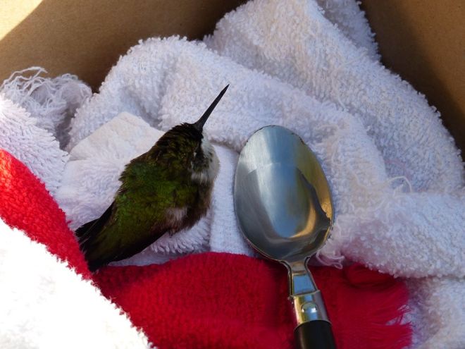After a little time, the small bird seemed to perk up, and it was released.