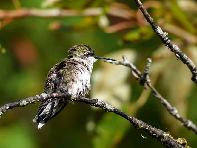 When last seen, the hummingbird was sitting perched in a tree,about to fly away and do what hummingbirds do!